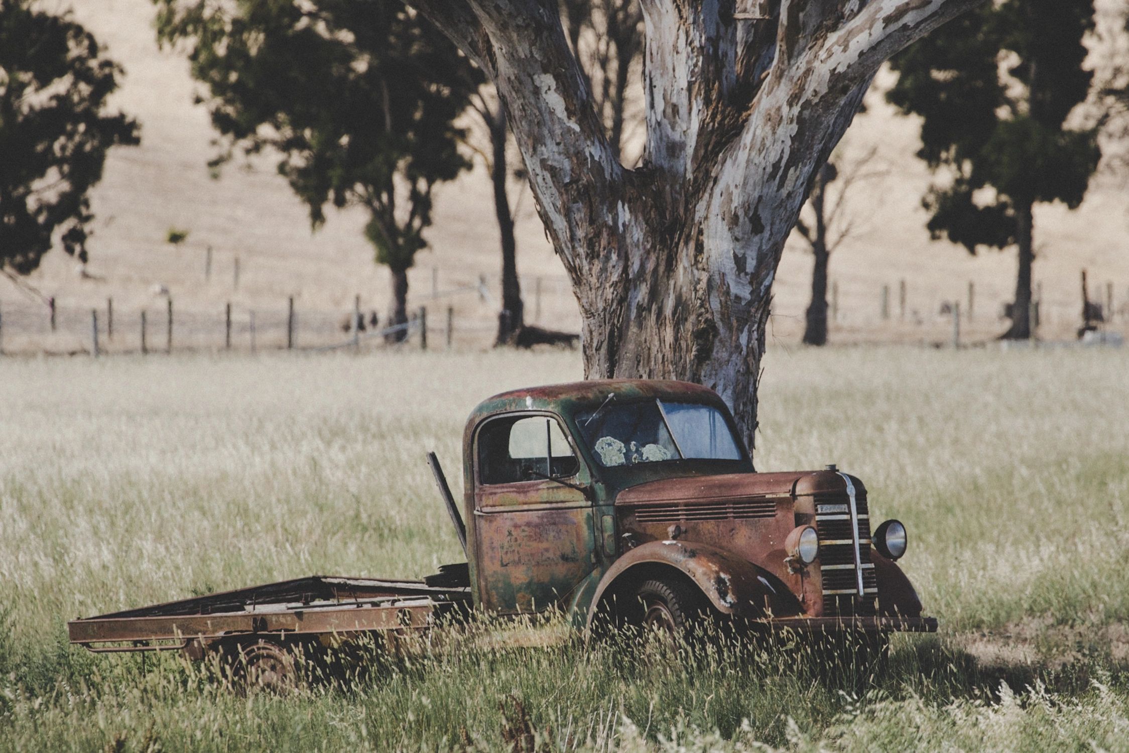 Old vintage truck full-body wide shot under a tree